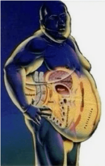 Fats or muscles